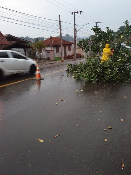 Árvore cai sobre rodovia em Estrela