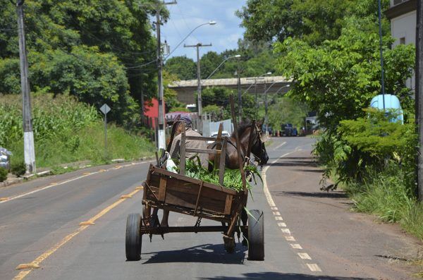 Vereadora propõe troca de carroças por triciclos