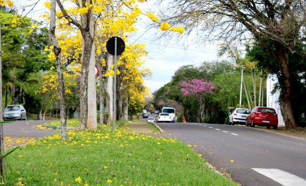 Acil planeja ação de plantio de árvores como desdobramento do Viva o Taquari-Antas Vivo