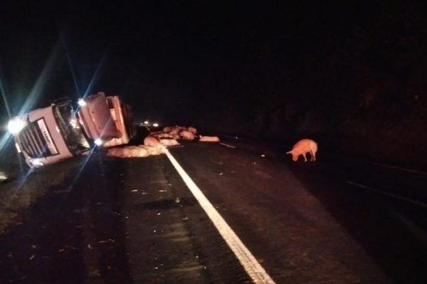 Carreta carregada com suínos tomba e animais caminham sobre a pista