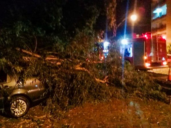 Eucalipto cai sobre três veículos no centro de Lajeado