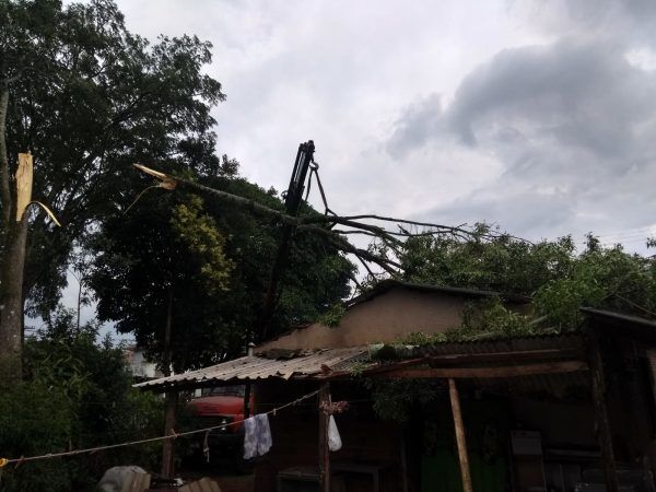 Temporal derruba árvores e causa transtornos