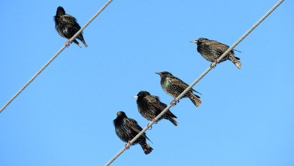 Pássaros exóticos ameaçam fauna gaúcha