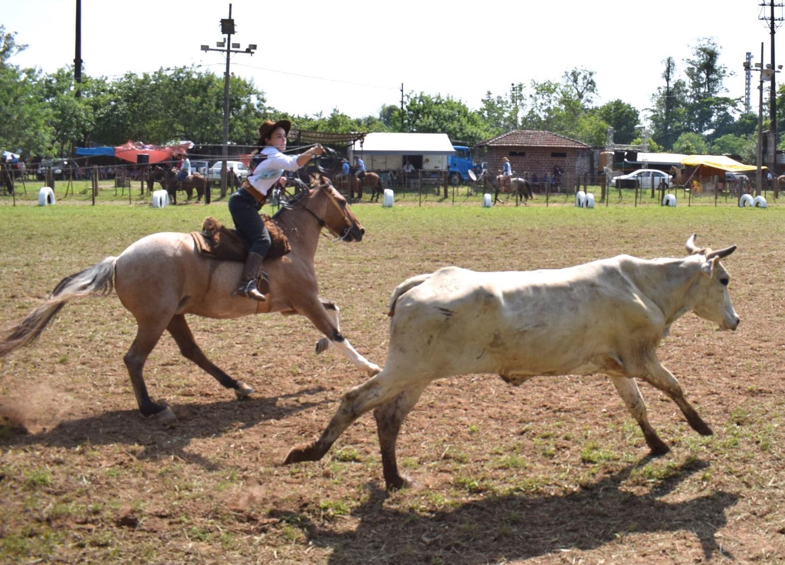 Rodeio toros e cavalos 