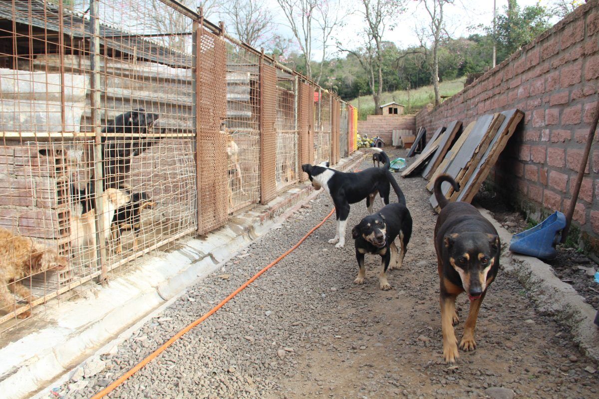 Nova lei aumenta controle sobre eutanásias em animais