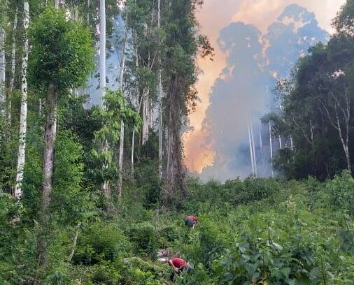 Incêndio consome três hectares de mata no interior de Anta Gorda