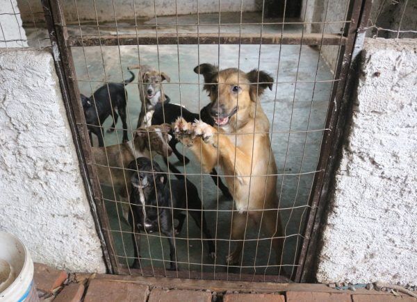 Abandono de animais preocupa ONG