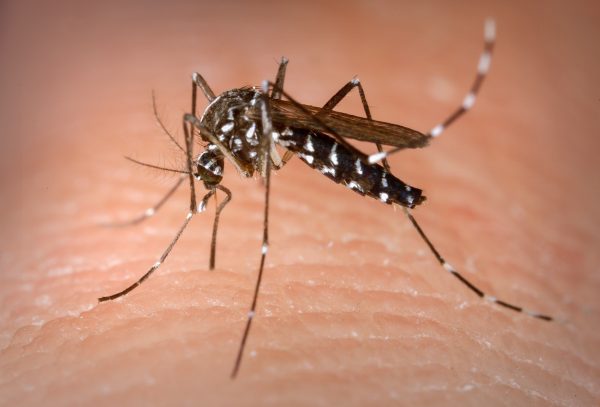 Vacina da dengue gera imunidade em mais de 90% dos voluntários