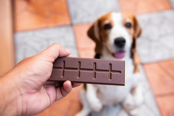 Alerta para a páscoa: pets não devem consumir chocolate