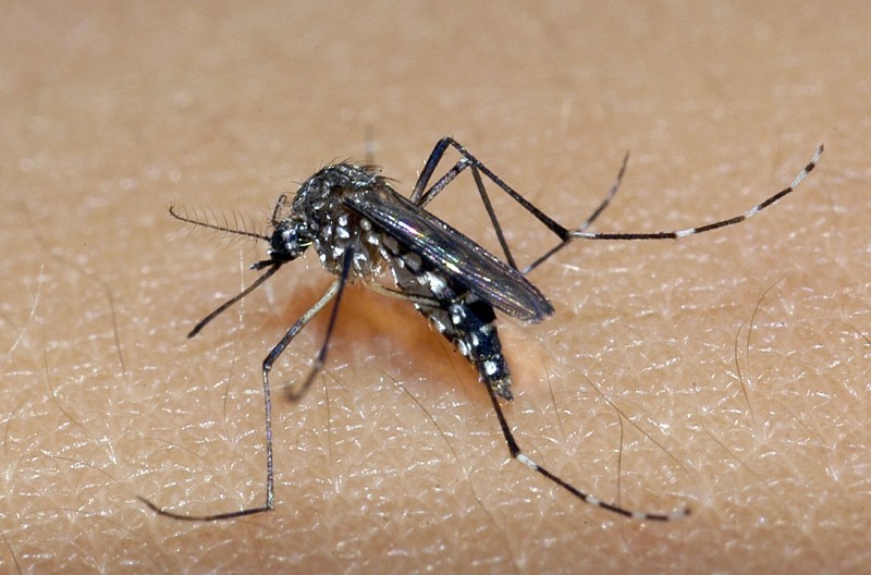 Estado confirma terceiro óbito por dengue
