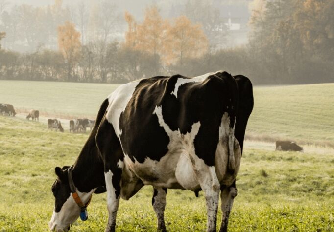 Alimentação equilibrada para grandes e pequenos. A excelência das rações disponíveis no Agrocenter Languiru