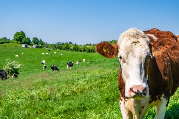 Reciclagem animal contribui para o equilíbrio da cadeia produtiva do agronegócio