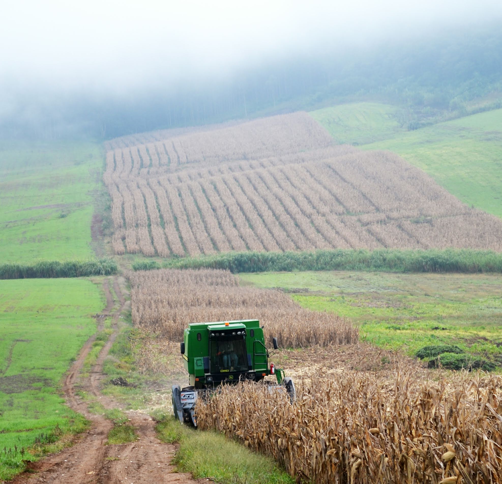 Agricultores terão subsídio em sementes do sistema troca-troca