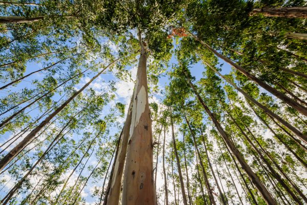 Reflorestamento: Tecnologia e inovação em nome da sustentabilidade