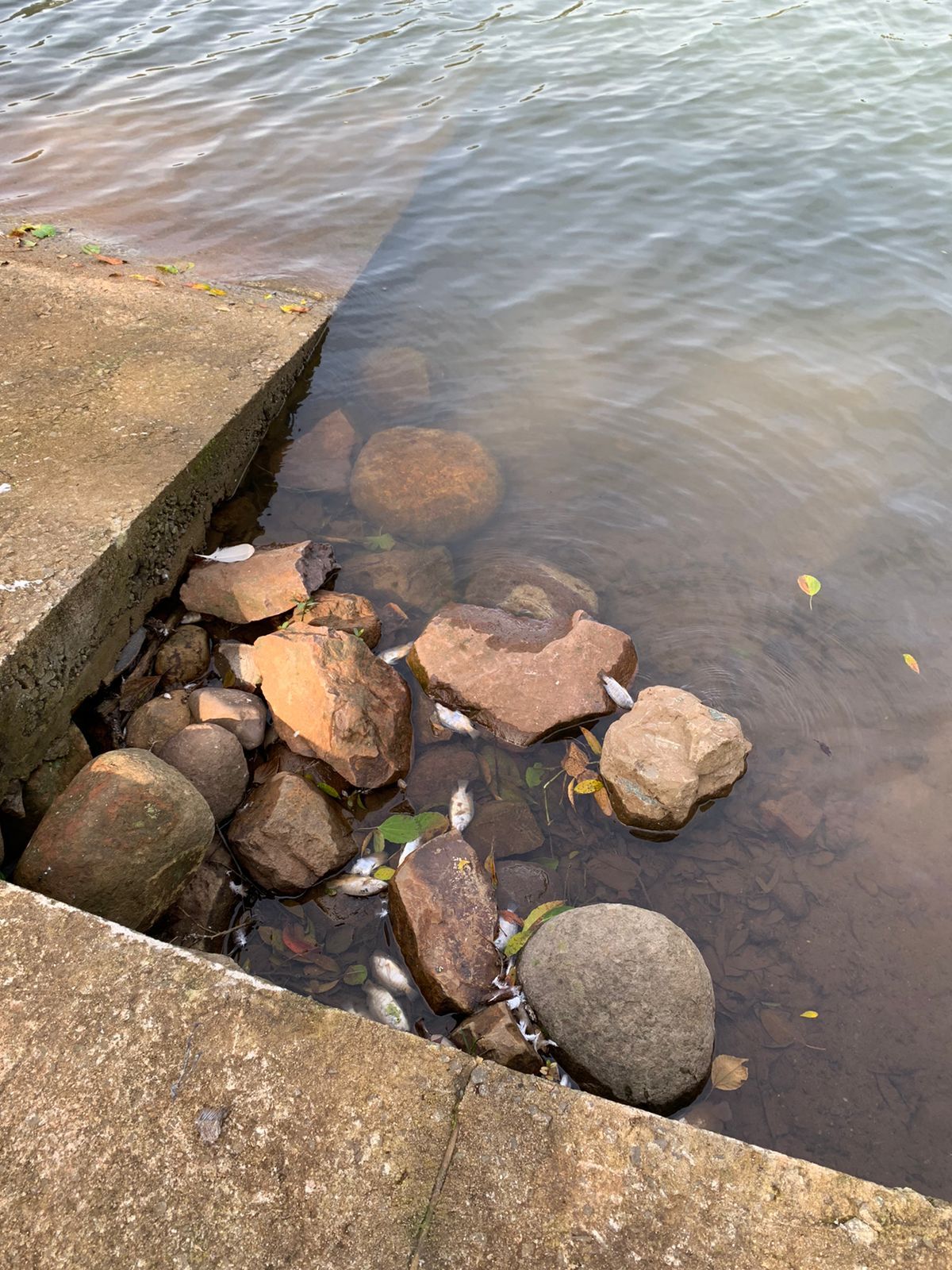 Lagoa amanhece tomada por peixes mortos em Linhares. É a Semana da Água