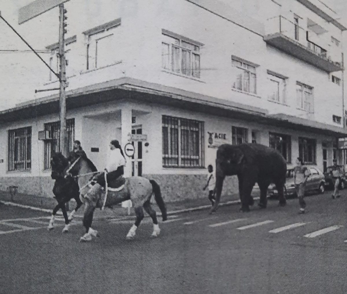 Há 20 anos, um elefante pelas ruas de Estrela