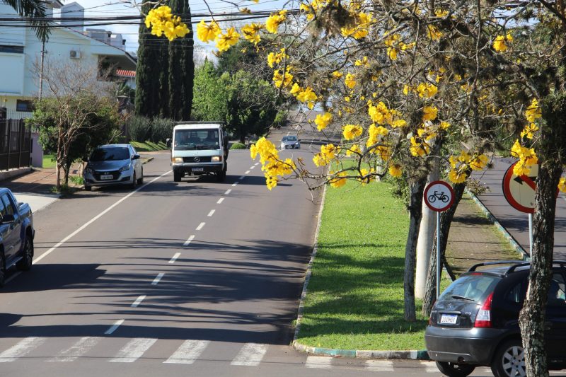 Às vésperas da primavera, ipês já colorem as ruas