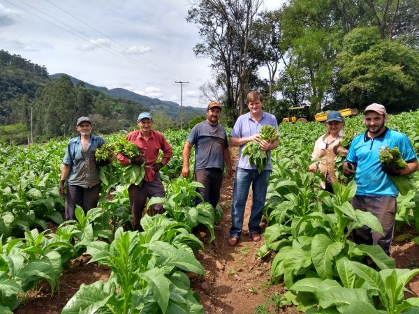 Produtores de Progresso antecipam colheita de tabaco