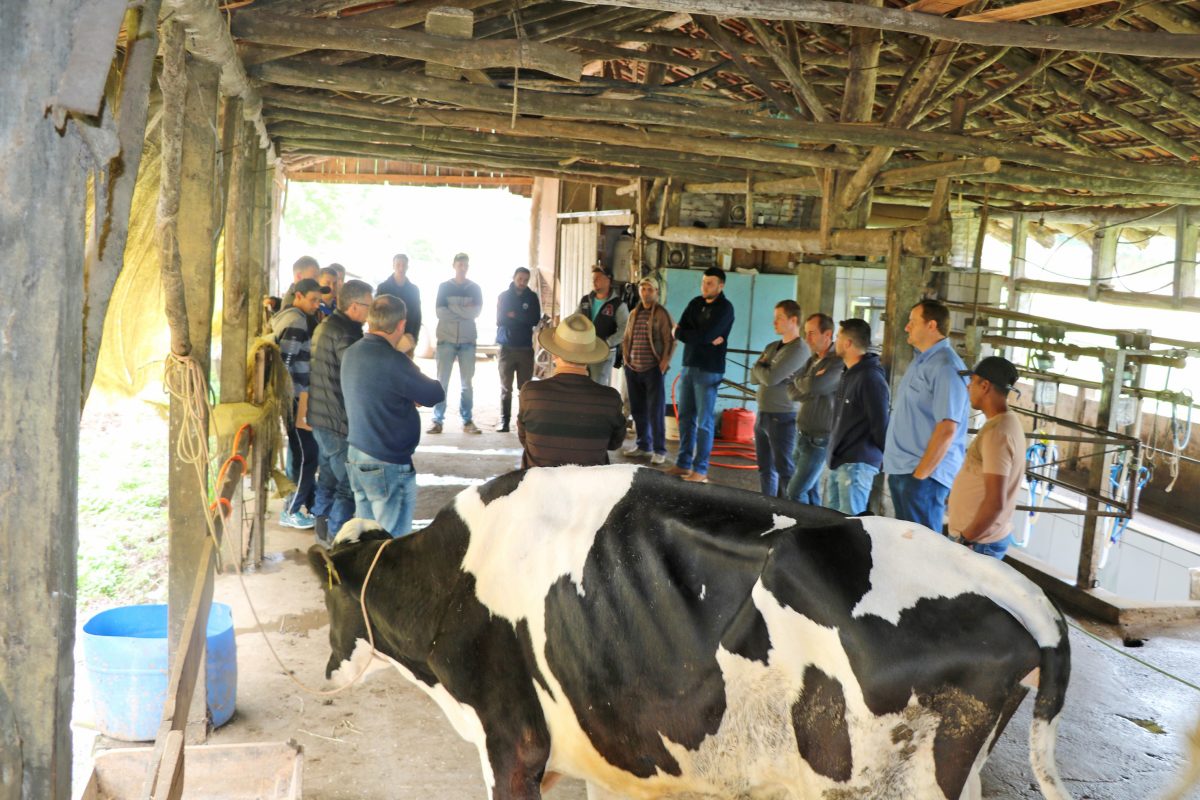 Produtores buscam qualificação sobre genética do gado leiteiro