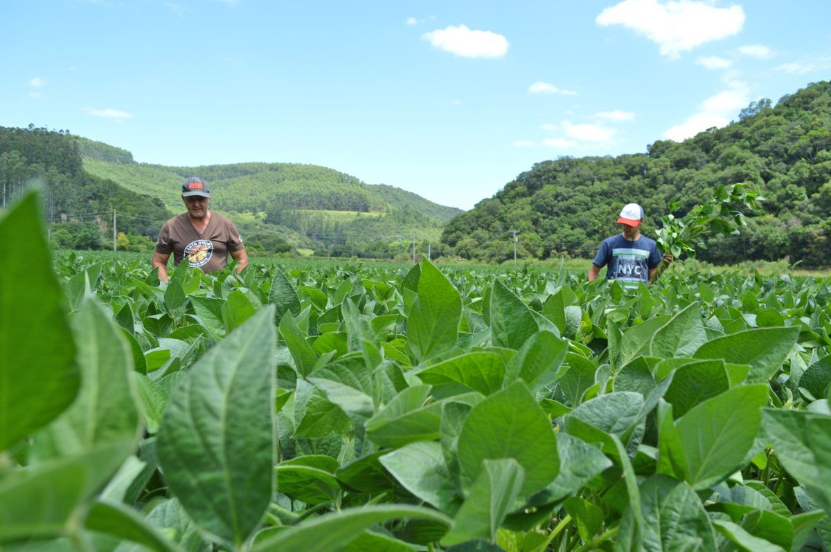 Projeções indicam menor impacto do tempo na safra