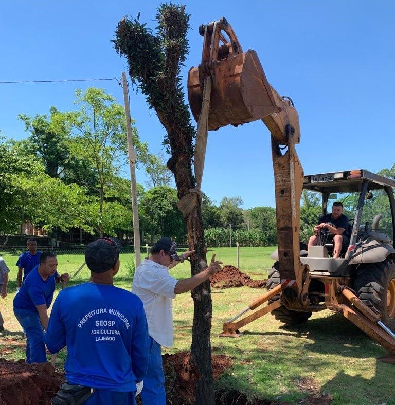 Árvores são transplantadas para parque Ney Santos Arruda