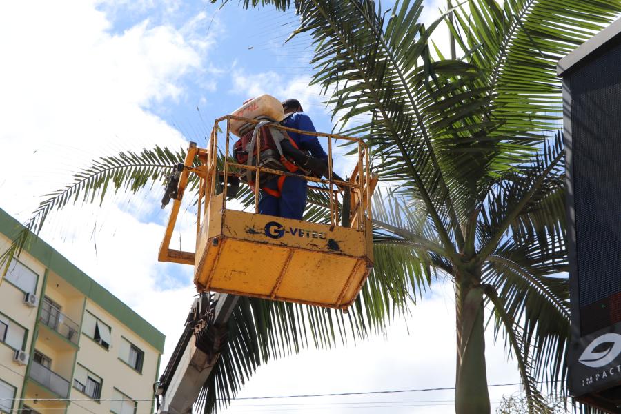 Lajeado aplica produto biológico em palmeiras