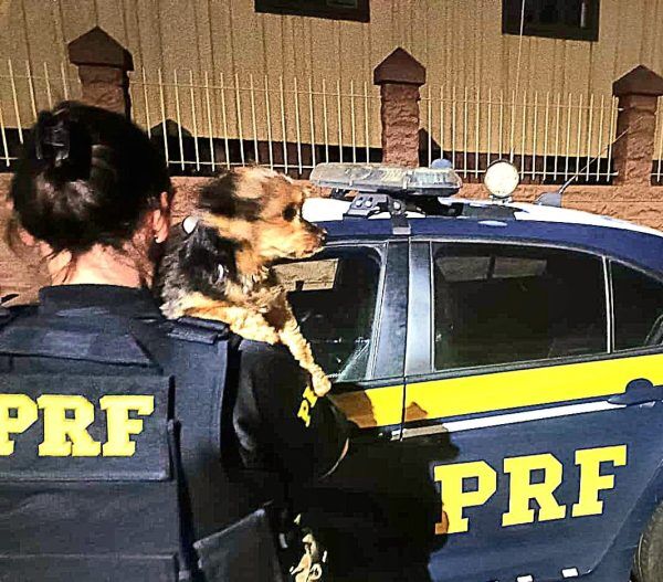 PRF recupera cadelinha furtada em Marques de Souza