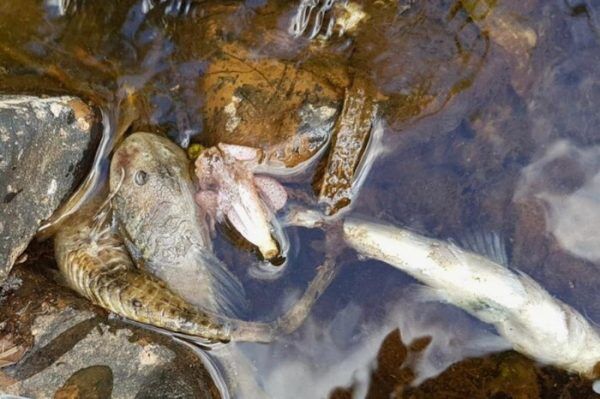 Produtor rural é multado em R$ 50 mil após morte de peixes em Santa Clara