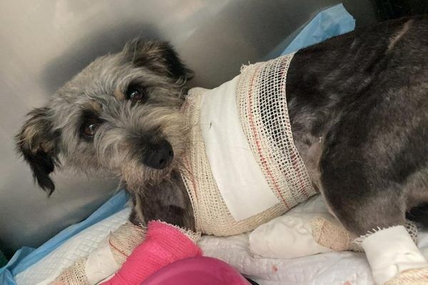 Após arrastar cadela amarrada em van, homem é preso em Arvorezinha