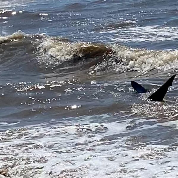 Morador do Vale do Taquari grava tubarão no litoral Norte do RS