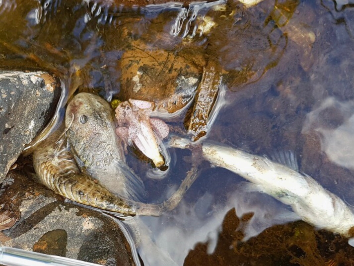 Morte de peixes em arroio é investigada em Venâncio Aires