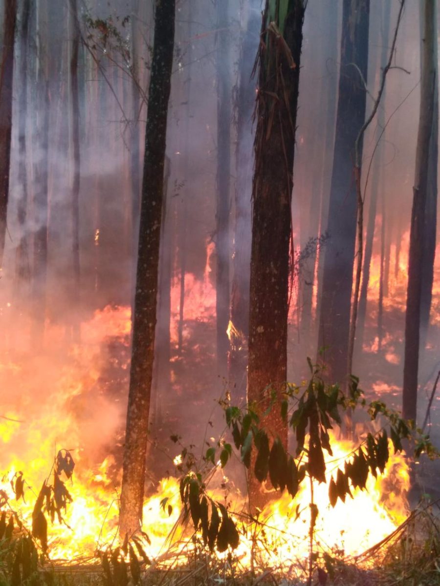 Bombeiros combatem incêndio florestal durante 6h em Westfália