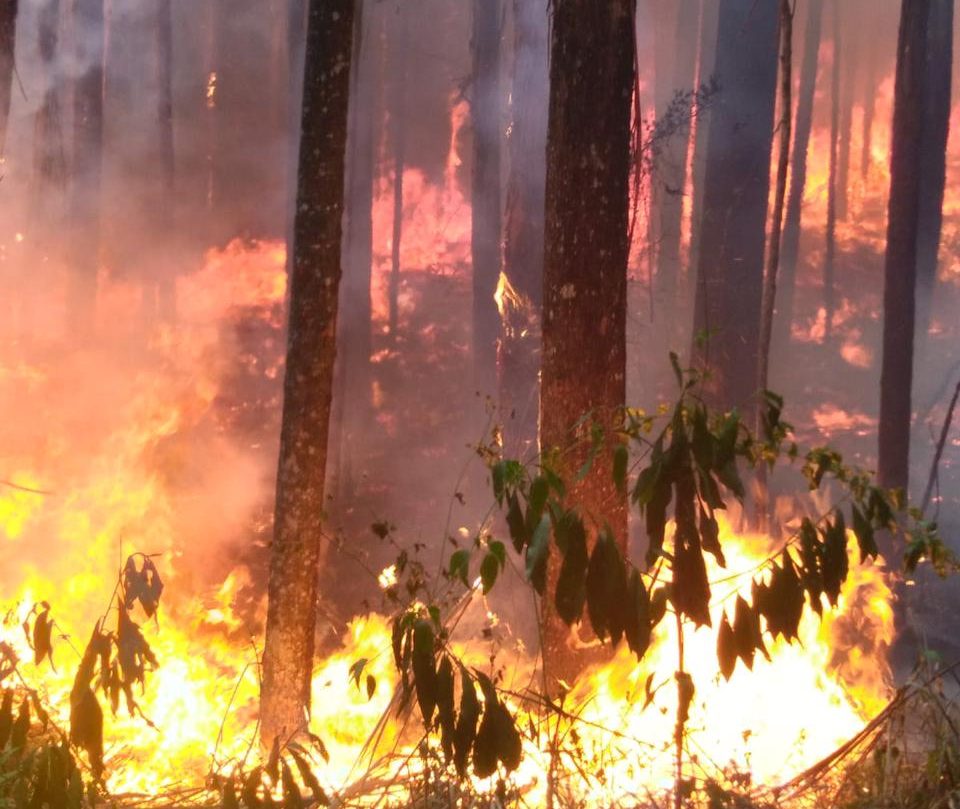 Bombeiros combatem incêndio florestal durante 6h em Westfália