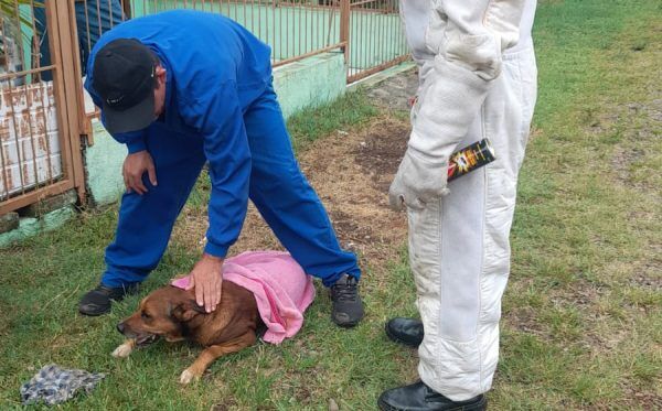 Abelhas atacam cão e bombeiros espantam enxame em Lajeado