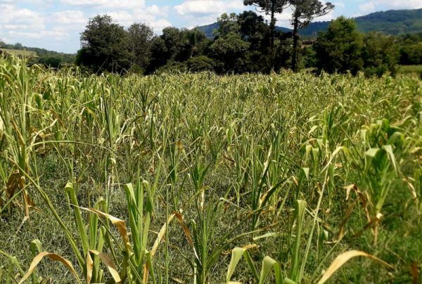 Programa de Irrigação está com edital aberto para receber projetos