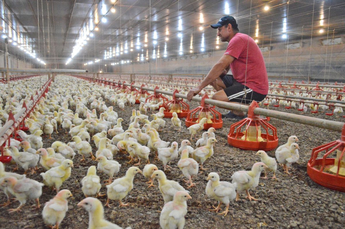 Caso de gripe aviária no Uruguai alerta produtores