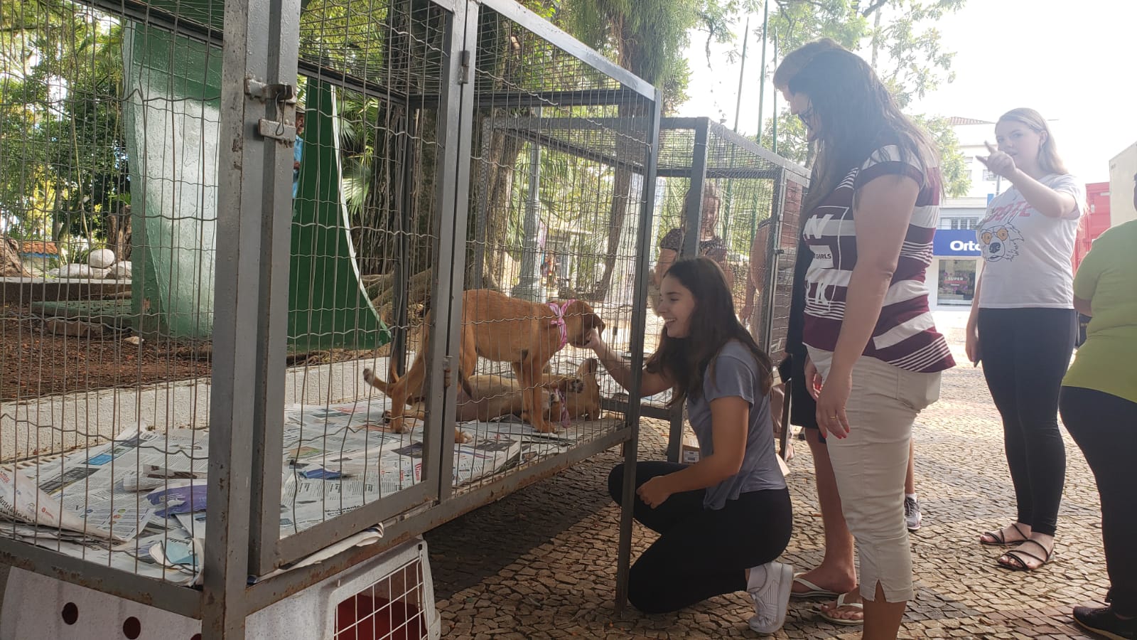 Feira de Animais movimenta Praça da Matriz em Estrela