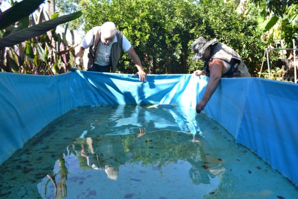 Estrela registra mais de 300 casos de dengue desde o início do ano