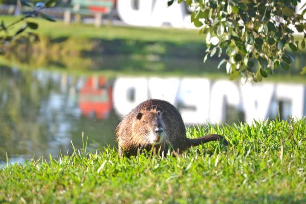 RATÃO DO BANHADO, O MAIOR RATO QUE JÁ VI!