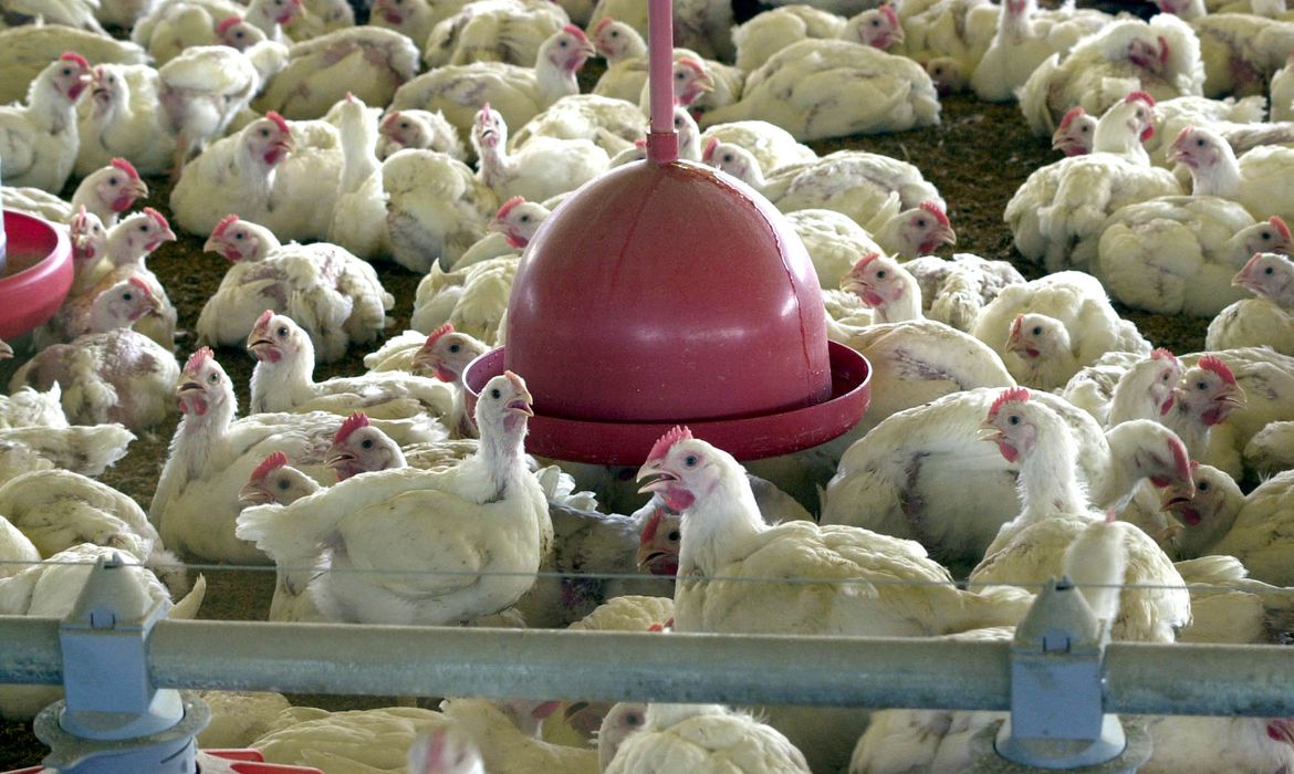 Brasil registra dois casos de gripe aviária no litoral do ES