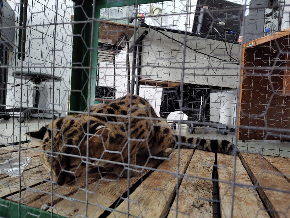 Animal em extinção é resgatado em Teutônia
