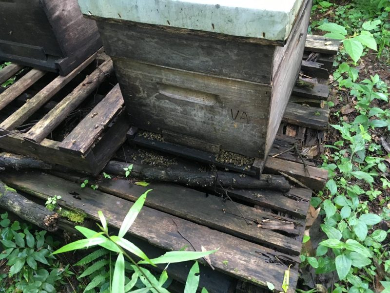 Morte de abelhas em Roca Sales alerta Departamento de Meio Ambiente