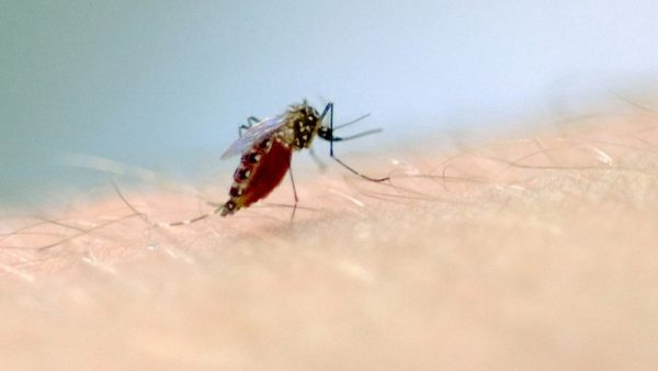 Estado registra sexto óbito por dengue no ano