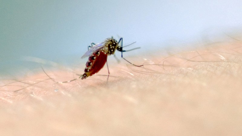 Mato Leitão confirma primeiro caso de dengue
