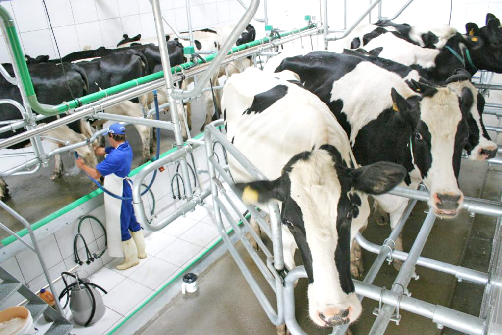 Escola para  fortalecer  setor do leite