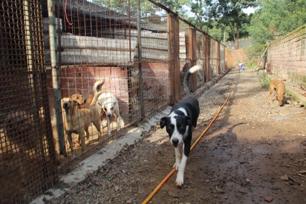 Animais nas ruas: de quem é a responsabilidade?