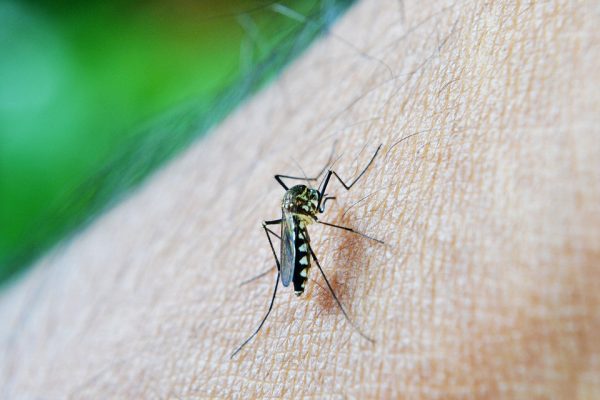 Criança de 4 anos morre com dengue em Lajeado