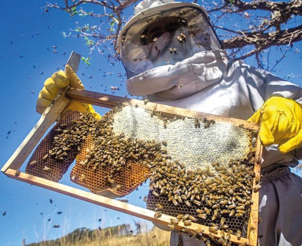 Equilíbrio entre lavouras e apicultura