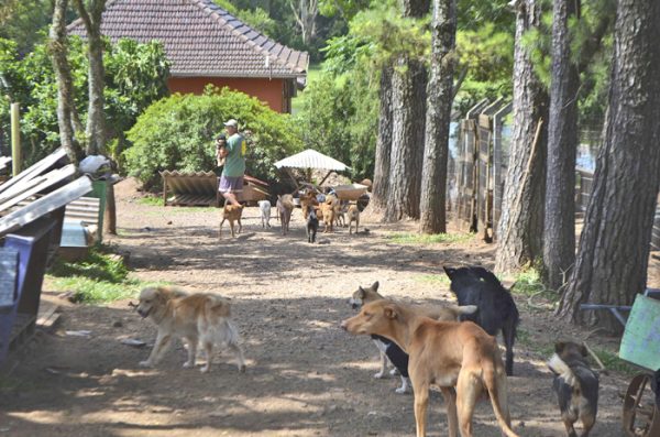 Aplicação de Censo Animal retorna ao debate na câmara