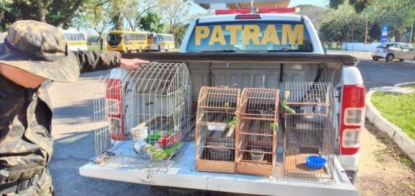 Aves silvestres são apreendidas em residência de Estrela